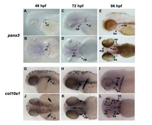 Whole-mount in situ hybridization을 통해 시간대 별로 관찰한 Panx3의 발현.