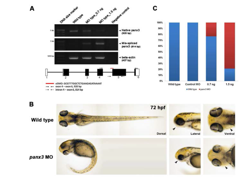 Panx3의 splicing을 방해하는 morpholino를 이용한 특정 유전자의 knockdown effect.