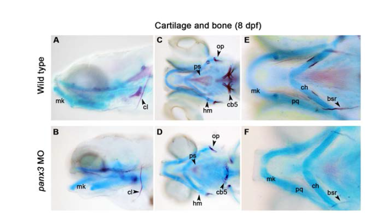 Panx3 유전자의 knockdown에 의해 나타나는 제브라피쉬 골격구조의 이상.