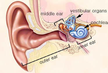 외이, 중이, 내이로 이루어진 사람의 귀 구조.