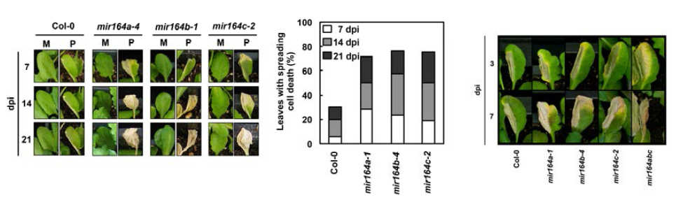 mir164abc 삼중 돌연변이 식물체의 과민성 세포사멸 관찰 및 빈도 분석