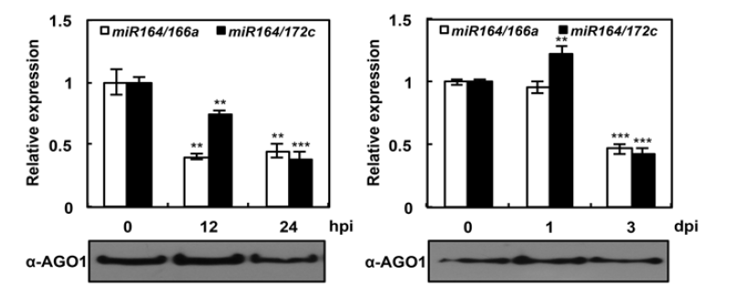 Pst DC3000 (avrRpt2)가 접종 조직(좌)과 주변 조직(우)에서 AGO1 단백질과 결합하는 miR164 발현 분석