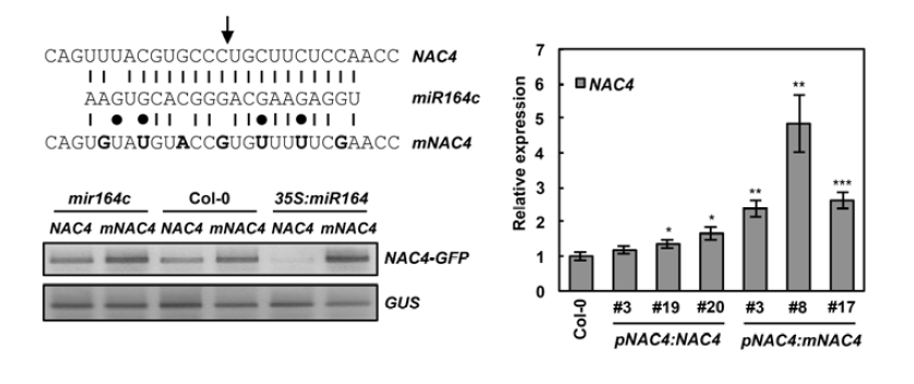 miR164와 NAC4의 상보적 결합과 protoplast에서의 NAC4 발현 비교(좌) 및 형질전환 식물체에서 NAC4의 발현 분석(우)