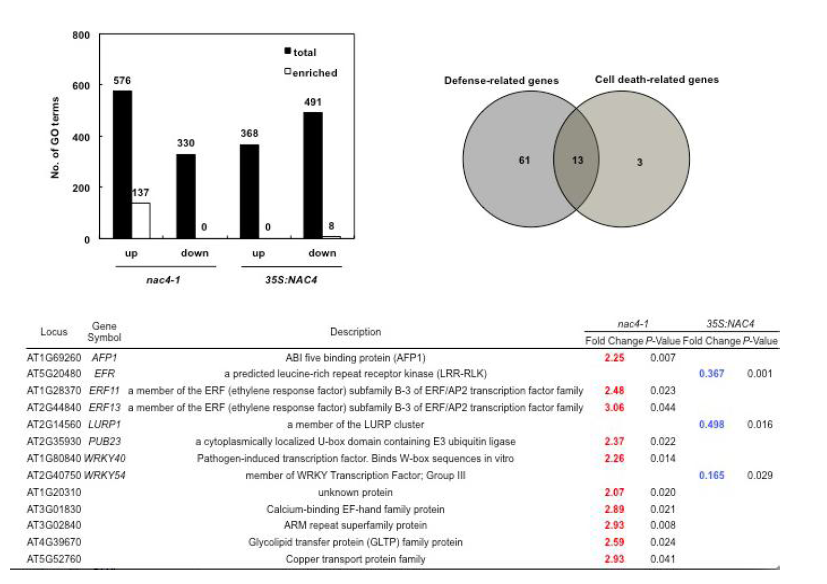 NAC4 발현과 관련된 유전자들의 GO term 분석과 방어기전과 세포사멸 기능에 관련된 유전자 분석(위) 및 상기 기작에 관여하는 유전자들의 목록(아래)