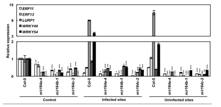 mir164 식물체와 야생형 식물체에서의 발현 비교