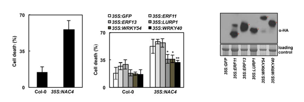 야생형과 35S:NAC4 protoplast에서 세포사멸 빈도, 유전자의 도입에 의한 세포사멸 빈도의 변화와 단백질 발현 확인