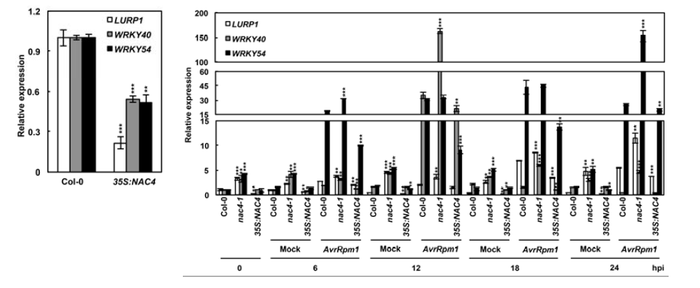 야생형과 35S:NAC4 식물체에서 NAC4 표적 유전자들의 발현(좌) 및 Pst DC3000 (avrRpm1) 접종 후 유전자들의 발현(우) 비교