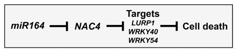 miR164, NAC4, NAC4 표적 유전자에 의한 세포사멸 조절 기작에 대한 모식도