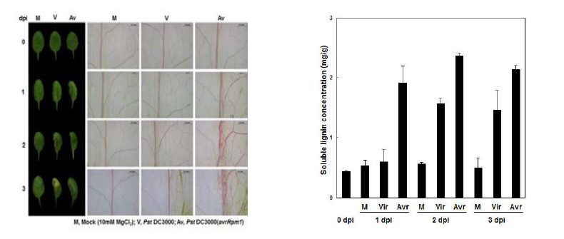 야생형에 Pst DC3000, Pst DC3000 (avrRpm1) 처리 후 lignin 염색을 통한 표현형 관찰 및 정량 분석