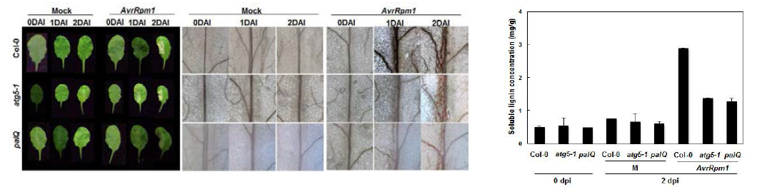 atg5-1과 palQ에 Pst DC3000 (avrRpm1) 처리 후 lignin 염색 및 정량 분석
