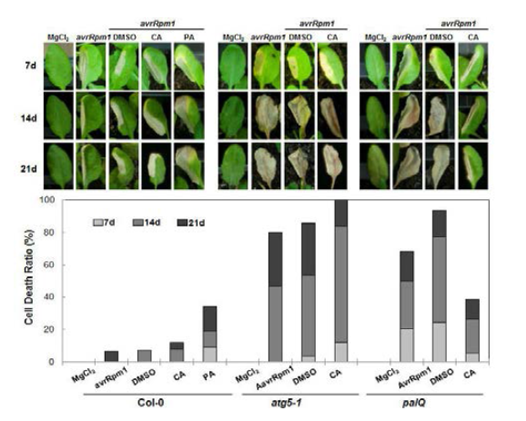 Pst DC3000 (avrRpm1)가 처리된 atg5-1과 palQ에 CA와 PA에 의한 세포사멸 영향 분석