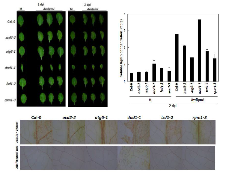 야생형 식물체와 acd2-2, atg5-1, dnd1-1, lsd1-2, rpm1-3 에 Pst DC3000 (avrRpm1) 처리 후 표현형 관찰 및 정량 분석