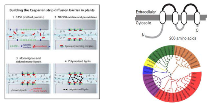 뿌리에서의 Casparian strip을 형성하는 메커니즘(좌) 및 CASP 단백질의 구조와 애기장대 내 CASP 유전자의 계통수
