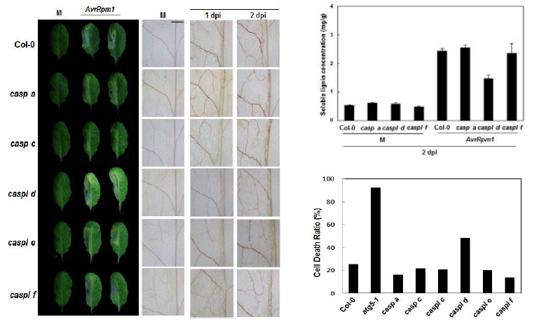 Pst DC3000 (avrRpm1) 처리 후 표현형 관찰(좌) 및 lignin 정량과 spreading cell death 비율 분석(우)
