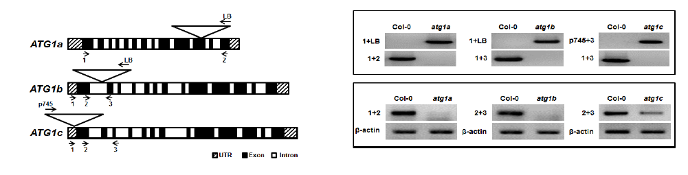 ATG1 유전자의 염기서열 모식도(위)와 T-DNA 삽입 돌연변이체의 선별(아래)