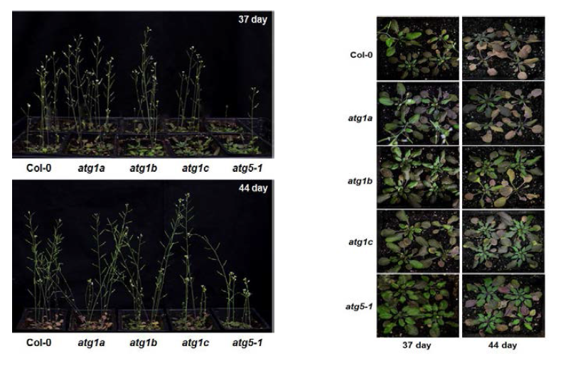 ATG1 돌연변이체들의 자연적 노화 관찰