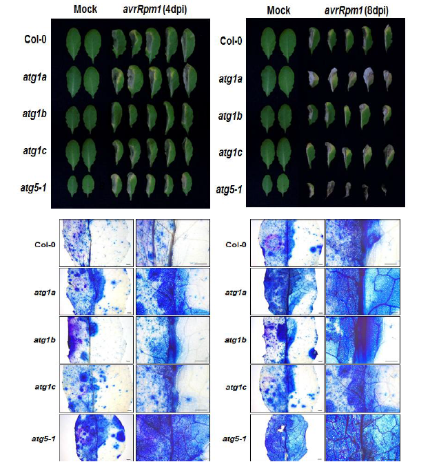 ATG1 돌연변이체에 Pst DC3000(avrRpm1) 처리 후 표현형 관찰