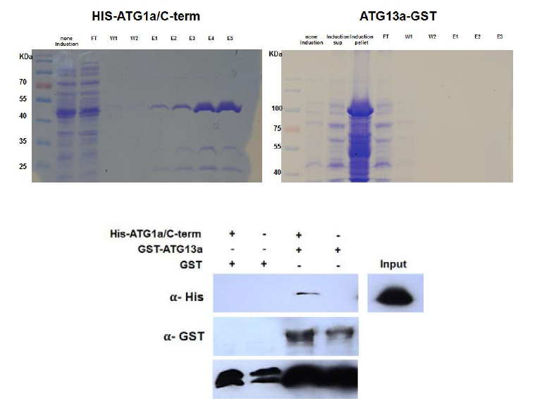 재조합단백질 His-ATG1a/C-term과 재조합단백질 GST-ATG13a 정제(위) 및 pull-down assay를 통한 상호결합 확인(아래)