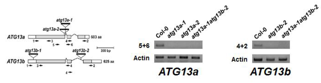 atg13a-1, atg13a-2 atg13b-2 돌연변이체 및 이중 교배체에서 ATG13a, ATG13b 발현 확인
