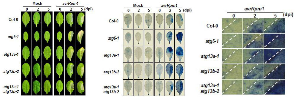 Spreading cell death 표현형(좌) 및 trypan blue 염색(우)