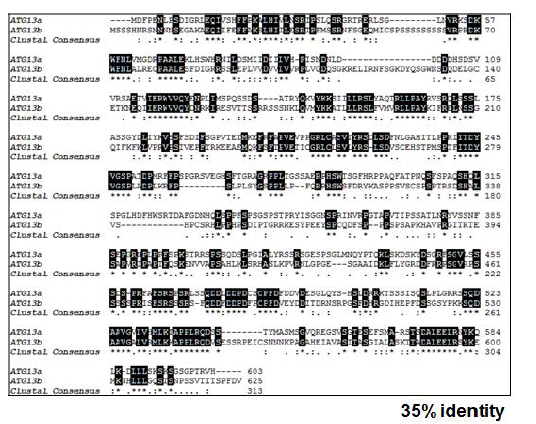 ATG13a와 ATG13b의 아미노산 서열 상동성 분석
