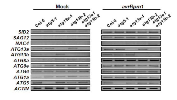 Pst DC3000 (avrRpm1) 주입 후 ATG13 및 autophagosome 형성 유전자들의 발현 분석