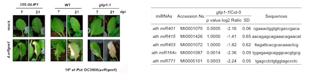 glip1-1 돌연변이체에서 보이는 세포사멸 현상(좌)와 miRNA chip 분석(우)