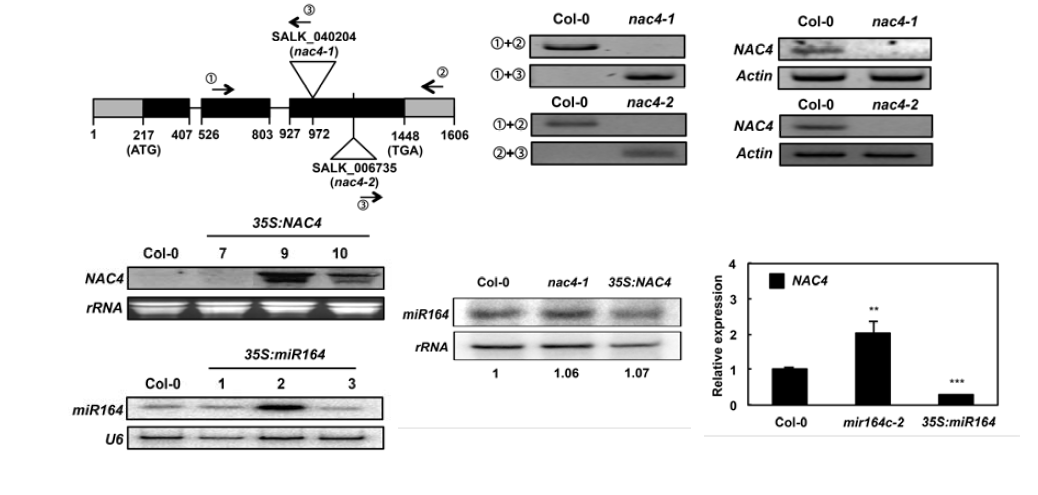 nac4-1 돌연변이체 선별(위) 및 NAC4와 miR164 과발현 식물체 선별과 각 식물체에서의 유전자 발현 비교(아래)