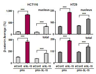 SL-15 억제/과발현에 의한 HCT116과 HT29에서 β-catenin 발현 및 위치 조사