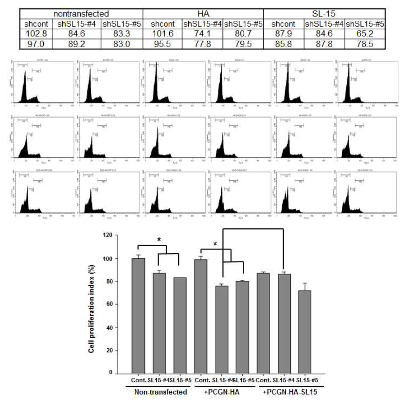 SL-15 억제/과발현에 의한 HCT116세포의 cell proliferation index 변화 확인
