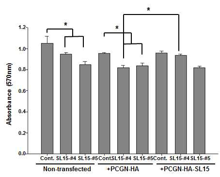 SL-15 억제/과발현에 의한 HCT116세포의 cell proliferation 변화 확인