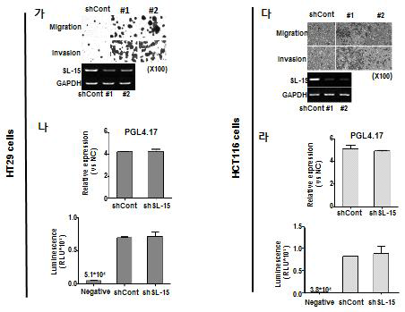 in vivo 실험을 위한 stable cell lines 구축