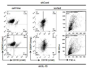 마우스 Xenograft 모델 구축에 사용된 1차 암세포 (cell line)와 2차 암세포 (sorted)의 flow cytometry 분석 (HT29)