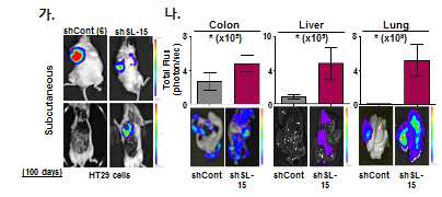 Subcutaneous injection 쥐의 in vivo imaging 분석 (HT29)