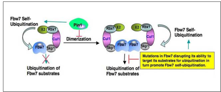 Pin1에 의한 Fbw7의 구조변화 및 작용기전