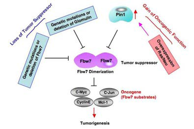 Oncogenic Ras/Neu 및 Pin1에 의한 Fbw7의 제어 및 Fbw7 표적단백질의 안정화