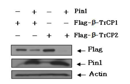 Pin1 매개성 TrCP 변화