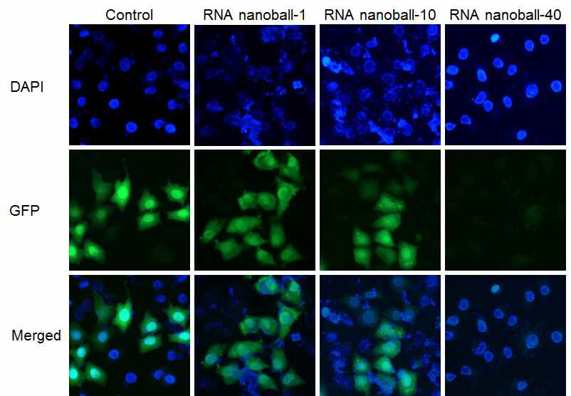 녹색 형광 단백질 발현을 억제하는 siRNA로 이루어진 RNA nanoball-1, RNA nanoball-10 및 RNA nanoball-40 을 처리하고 세포 의 녹색 형광 강도를 형광현미경으로 확인.
