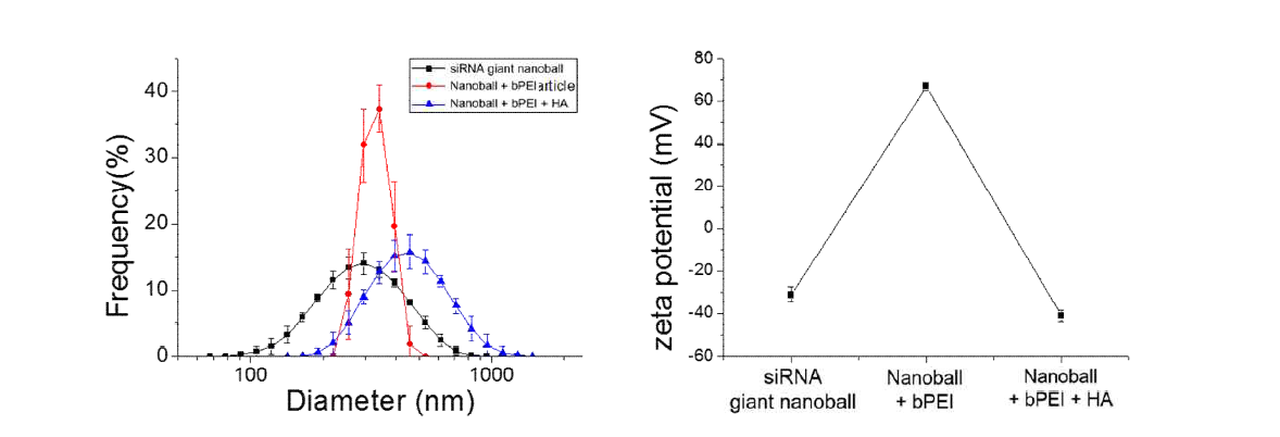 siRNA giant 나노볼의 zeta sizer 장비를 이용한 size distribution(좌)과 zeta potential(우)