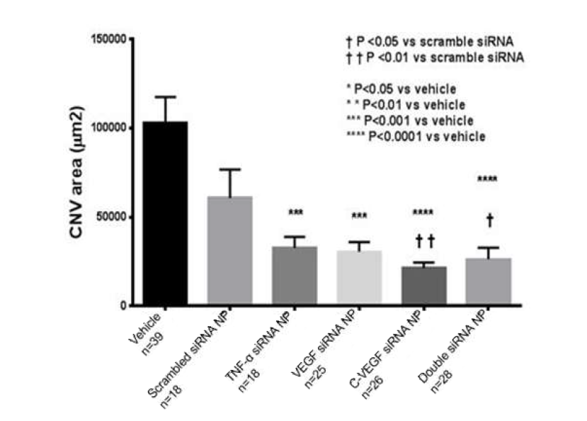 2주차 VEGF, TNF-a, double siRNA NP therapy 효과 CNV area 비교.