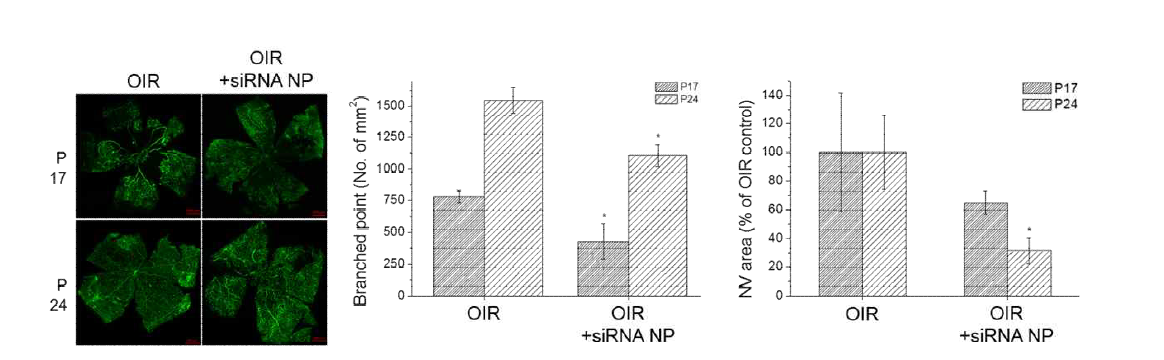 OIR 모델에서의 siRNA NP의 효능 분석, OIR control과 siRNA NP를 주입한 retina의 신생혈관 형광이미지(좌), 신생혈관의 branched point 개수 비교 그래프(중), 신생혈관의 넓이 비교 그래프(우)
