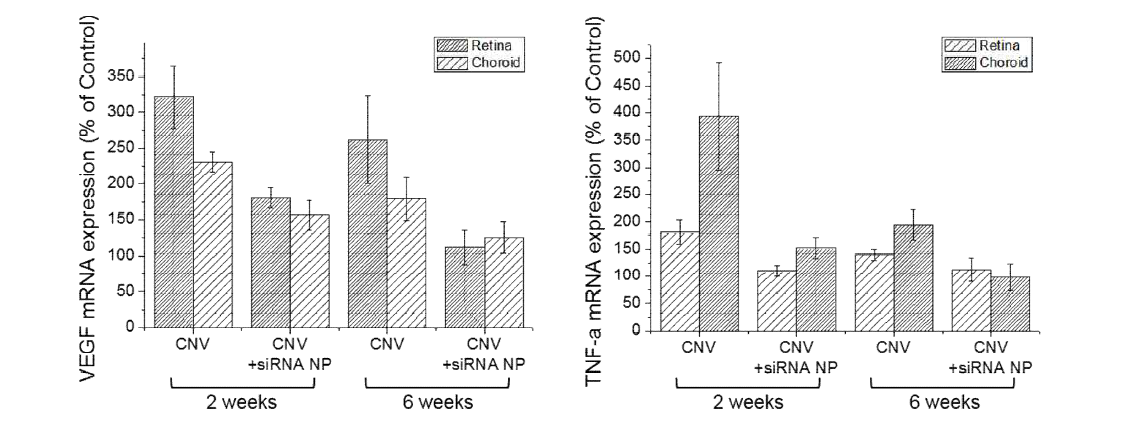 2주차, 6주차 mouse CNV 모델에서의 VEGF, TNF-α mRNA inhibition Real-time PCR 분석