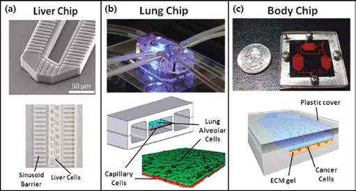 인체 내의 조직-조직 또는 장기-장기간 인터페이스 모사하는 마이크로 칩