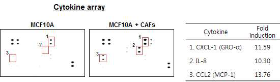 유방암 기질세포와 공동배양 한 유방상피세포의 배양액에서 사이토카인 (IL-8, CXCL1, CCL2)이 증가됨을 human cytokine antibody array를 통해서 확인함.