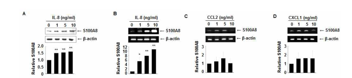 정상유방상피세포에 IL-8의 S100A8 발현 유도.