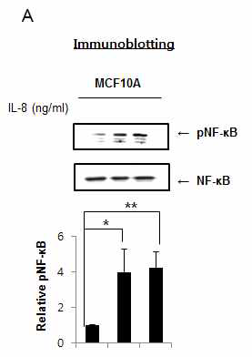 정상유방상피세포에 IL-8 처리 시 S100A8의 전사인자 확인