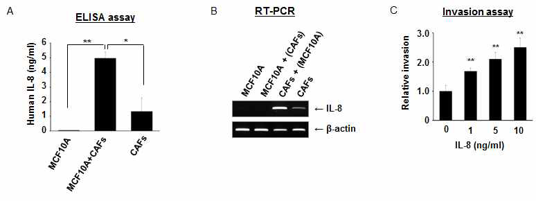 (A-B) 유방암 섬유아세포에서 정상유방상피세포와 공동배양 시 증가하는 IL-8 분비 (A) 및 mRNA 발현을 RT-PCR로 확인 (B). (C) IL-8을 정상유방상피세포에 24시간 처리 시 침윤능이 농도별로 유의하게 증가.