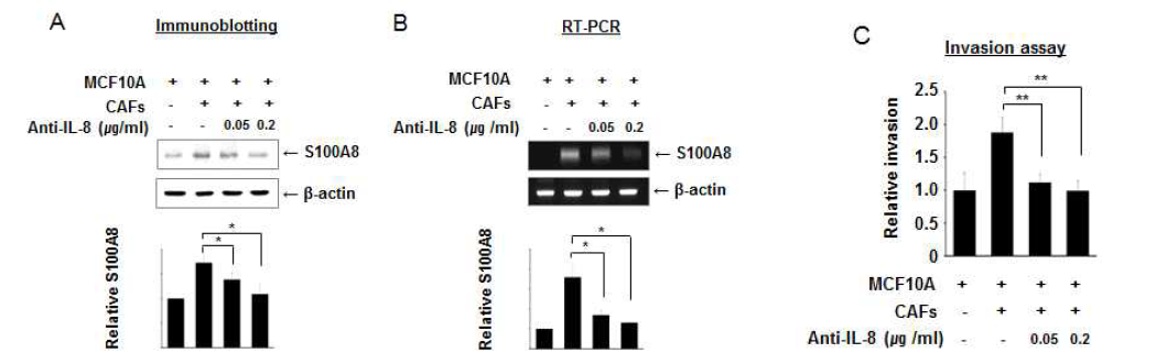 Neutralizing anti-IL-8 처리에 의한 S100A8 발현 감소 및 침윤능 저해 역할.