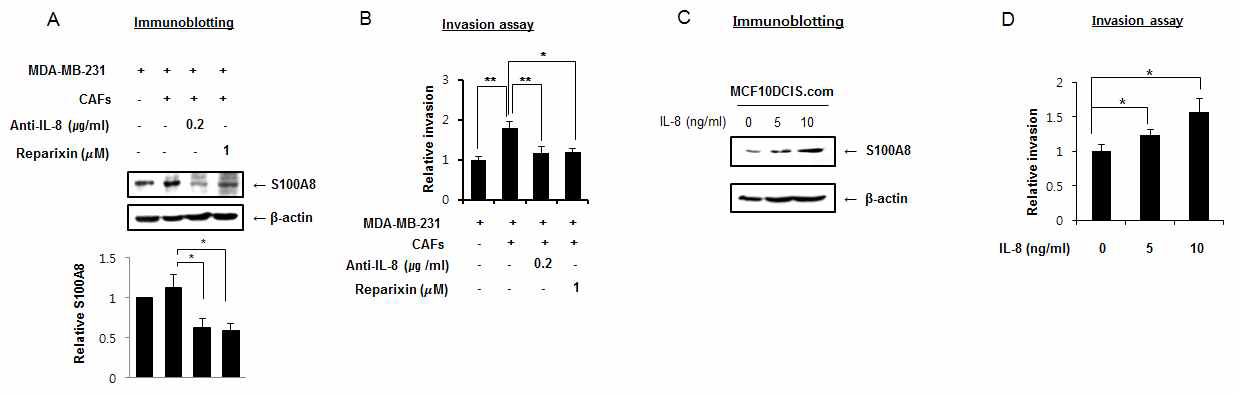 침윤성/비침윤성 유방암세포와 유방암 섬유아세포와 공동 배양 시 S100A8 발현과 침윤능 확인.