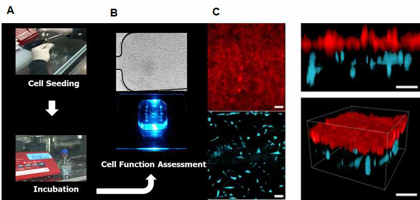 유방 장기칩에서 유방조직을 모사에 대한 검증 (A) 다층 구조의 유방 장기칩에 세포를 배양함 (B) 세포가 배양된 유방 장기칩 사진 (C) 제작된 유방칩에서 적색형광단백질(RFP)를 안정적으로 발현하는 유방상피세포와 청색형광단백질(CFP)을 안정적으로 발현하는 섬유아세포를 배양하고 공초점주사레이저현미경 (Confocal Laser Scanning Microscope)을 통하여 실시간으로 촬영한 상피층에 있는 유방상피세포와 기질층에 섬유아세포 단면과 3차원 형광이미지